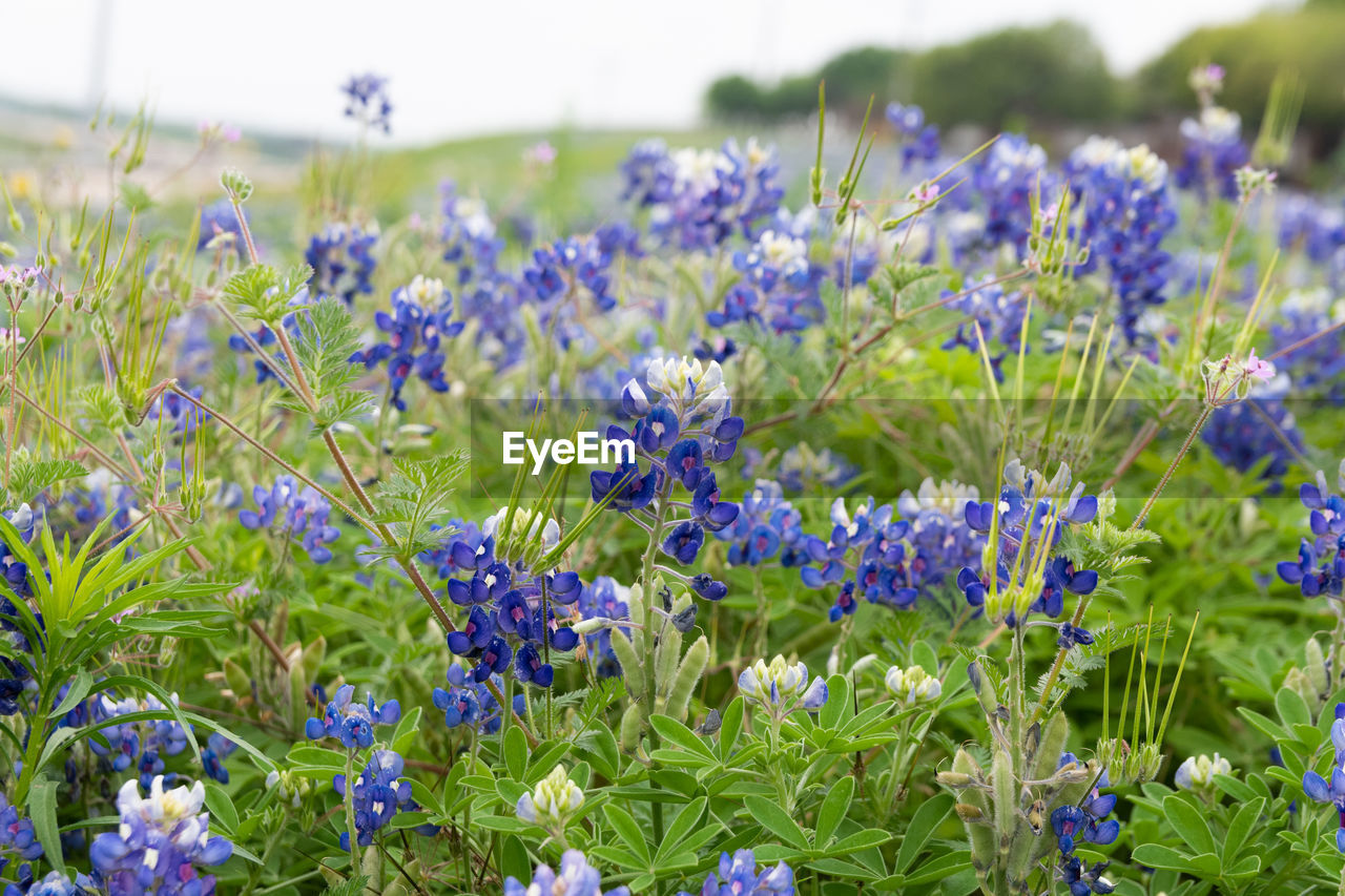 flower, flowering plant, plant, freshness, beauty in nature, purple, meadow, nature, field, growth, land, fragility, no people, focus on foreground, close-up, flowerbed, blue, summer, green, day, landscape, wildflower, outdoors, environment, springtime, botany, selective focus, sky, garden, plain, grass, medicine, flower head, abundance, multi colored, blossom, inflorescence, herb, tranquility, non-urban scene