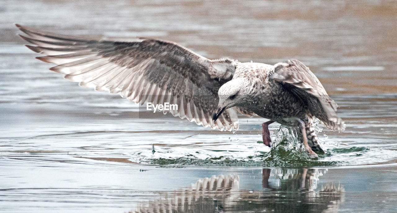 BIRDS FLYING ABOVE LAKE