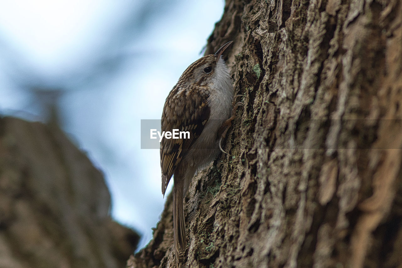 LOW ANGLE VIEW OF EAGLE PERCHING ON TREE