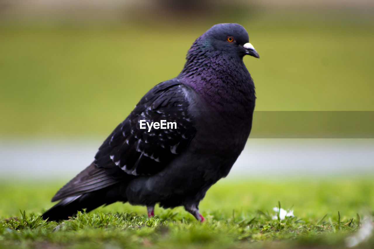 CLOSE-UP OF PIGEON ON FIELD