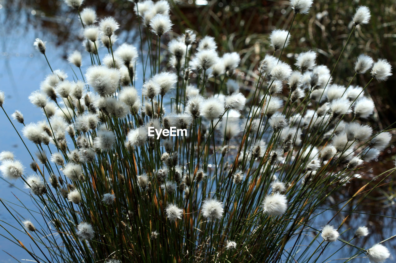 Wetland plant cotton grass in full flower. dumfries, scotland.