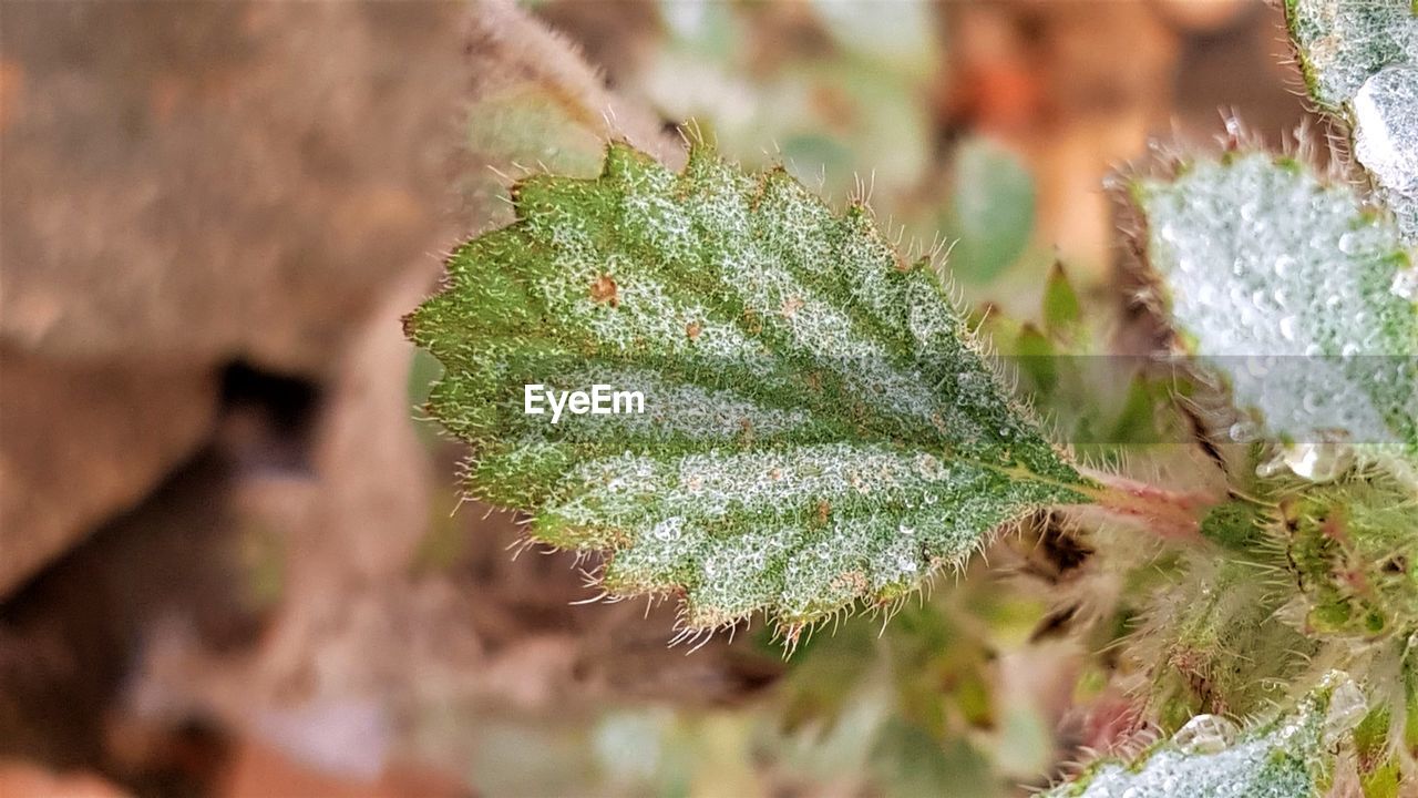 CLOSE-UP OF FROST ON PLANT