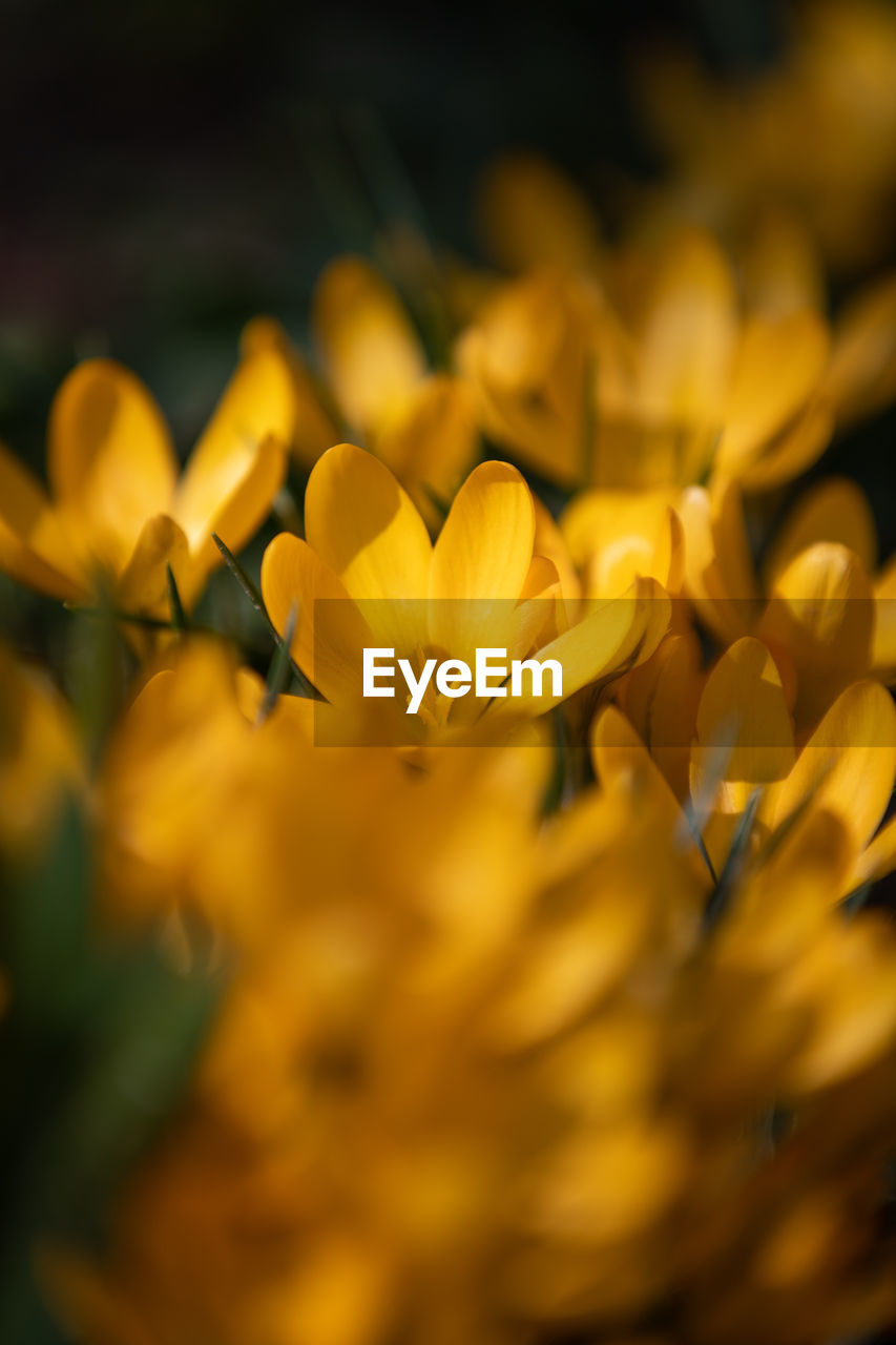 CLOSE-UP OF YELLOW FLOWER