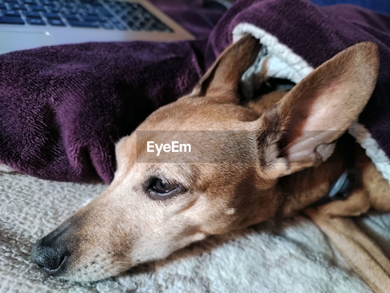 Small head of sweet brown zwerg pinscher rests old lady with long ears on a blanket