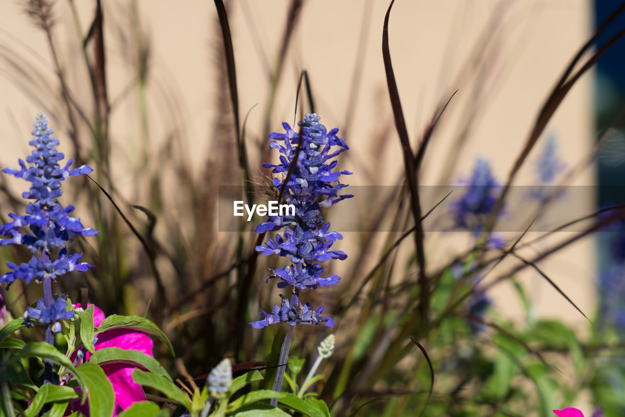 CLOSE-UP OF PURPLE FLOWERING PLANTS ON LAND