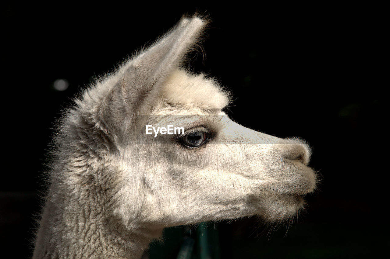 An alpaca looks over the fence of its enclosure.