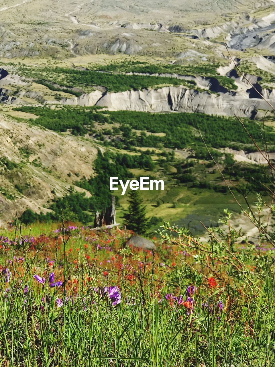 FLOWERS GROWING IN FIELD