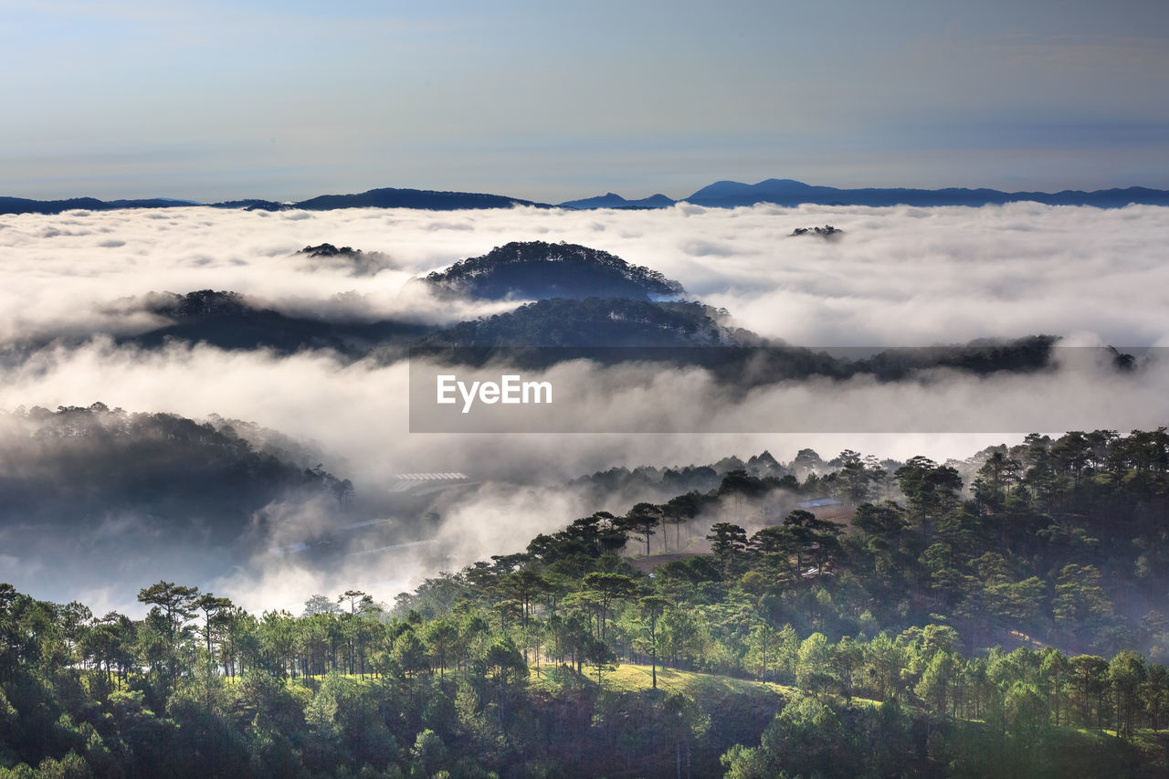 Tree growing amidst cloudscape