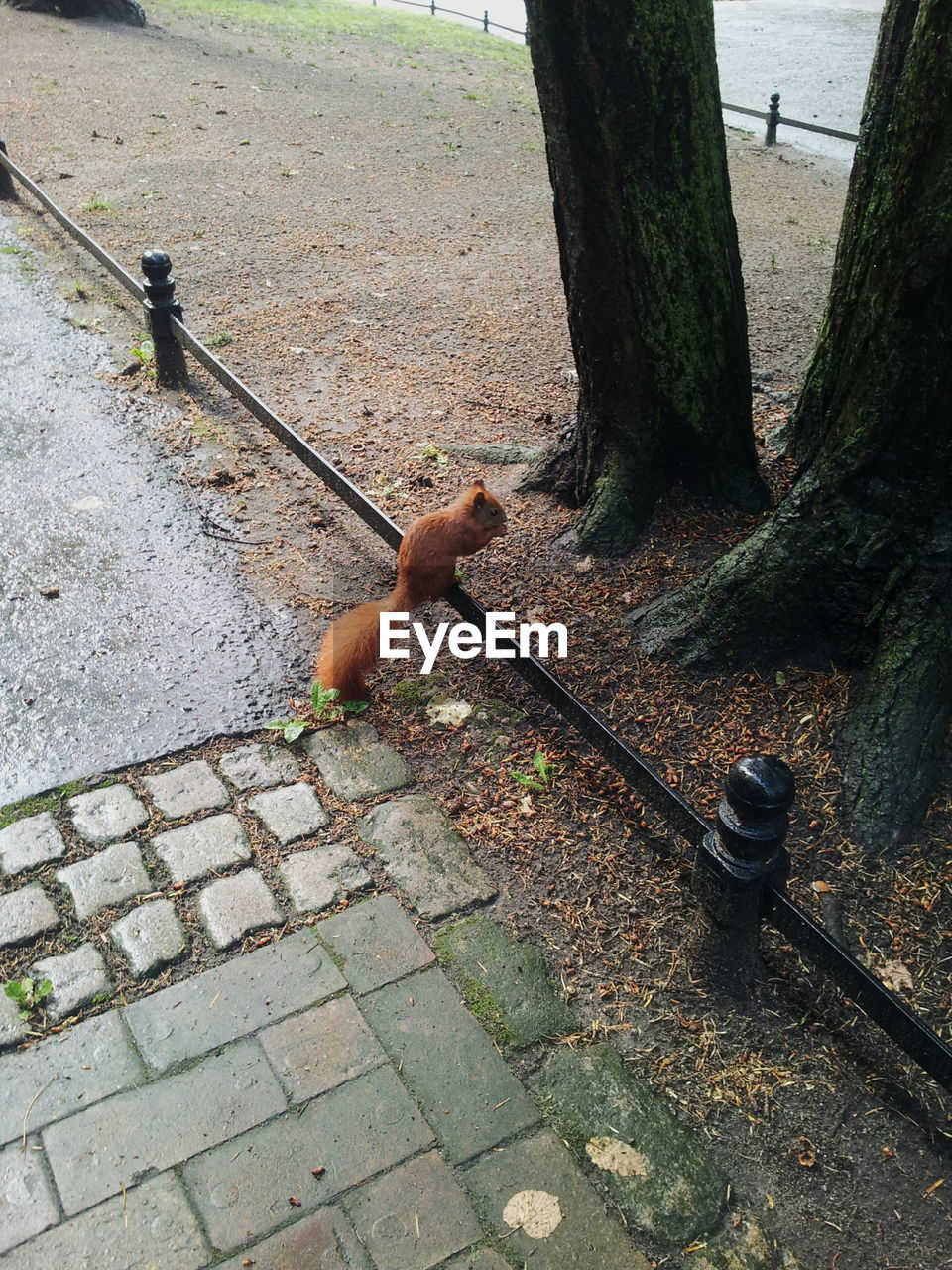 CLOSE-UP OF PIPE ON TREE