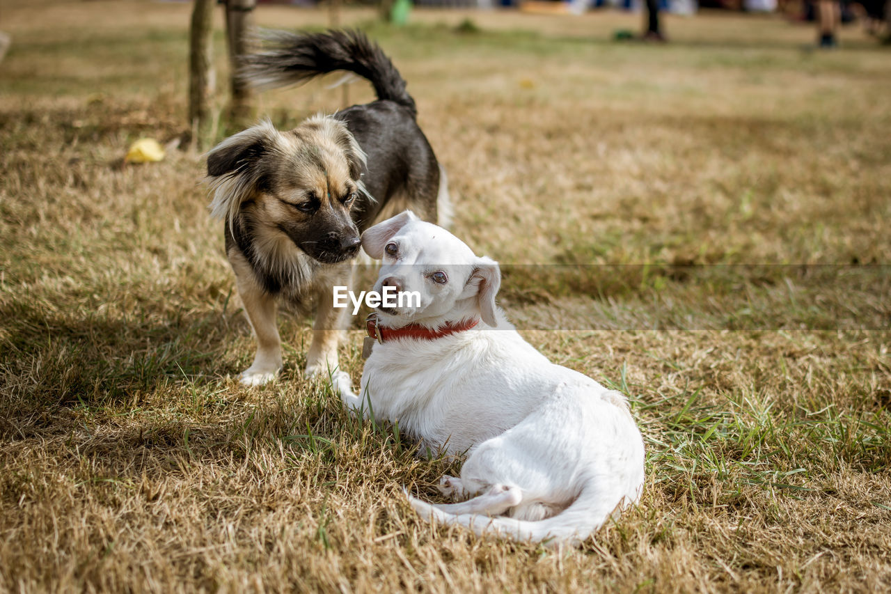 Dogs on grassy field