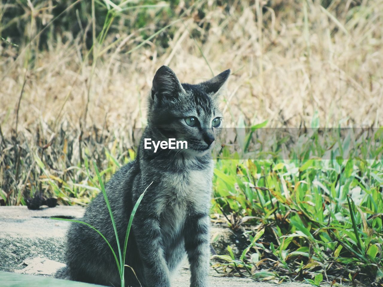 Cat sitting in a field