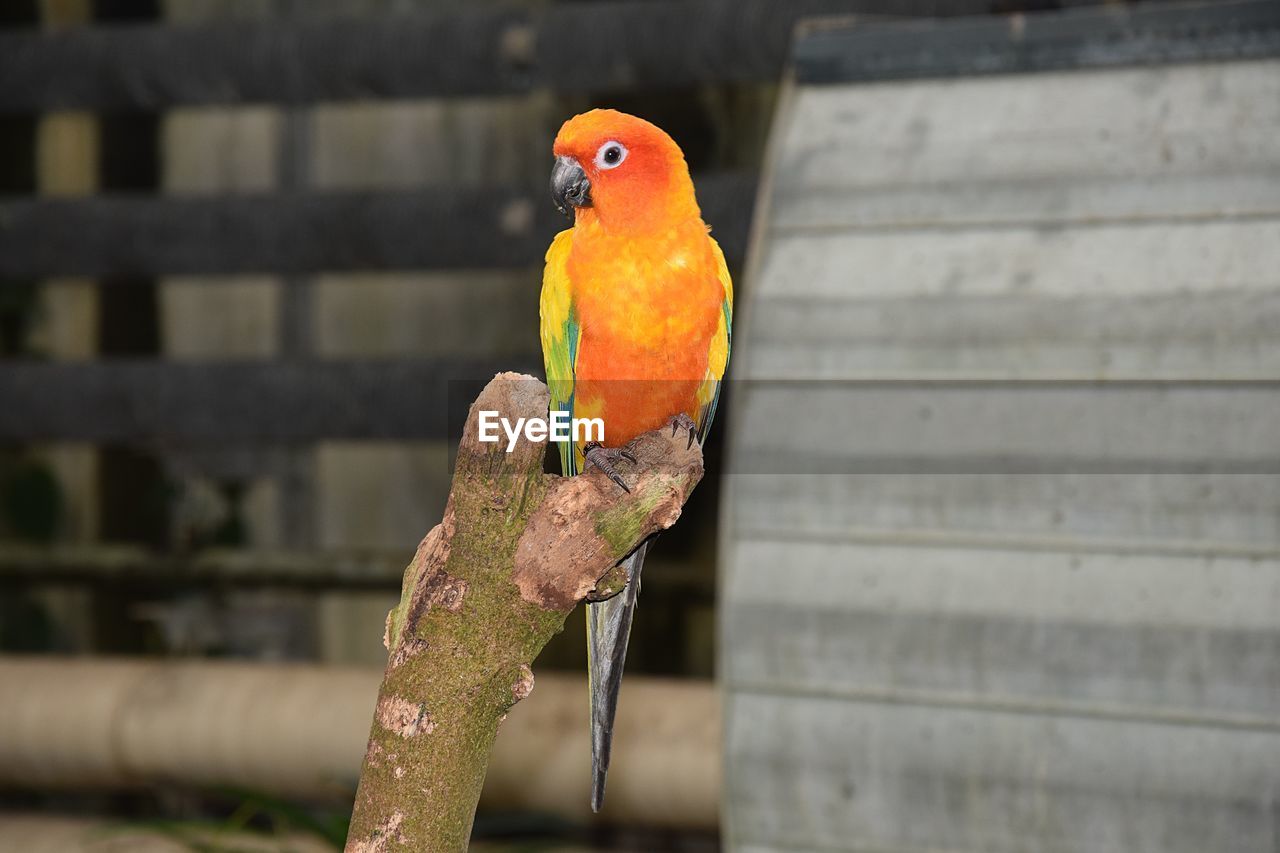 CLOSE-UP OF PARROT PERCHING