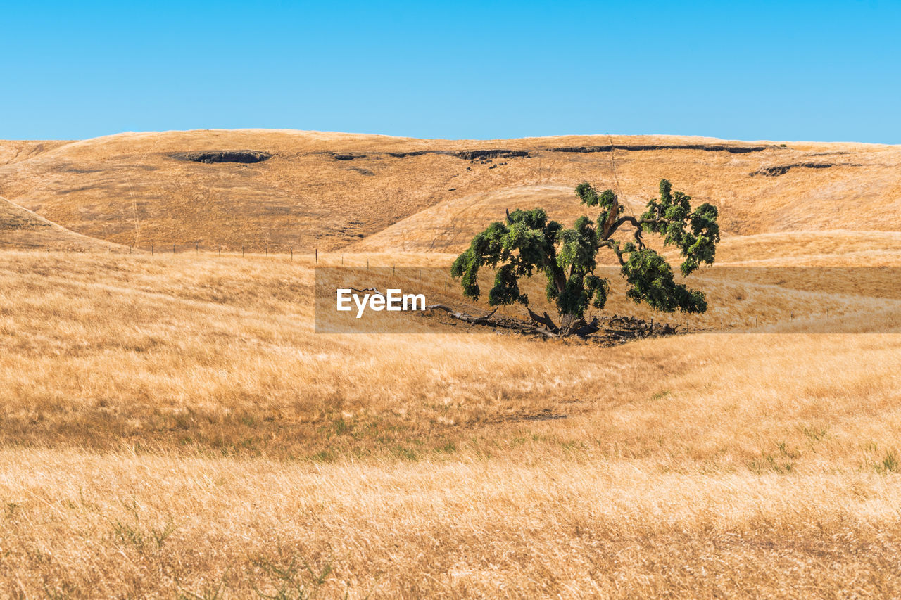 Trees on landscape against clear blue sky