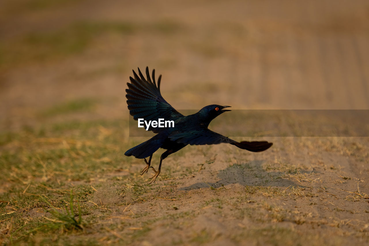 close-up of bird flying on field