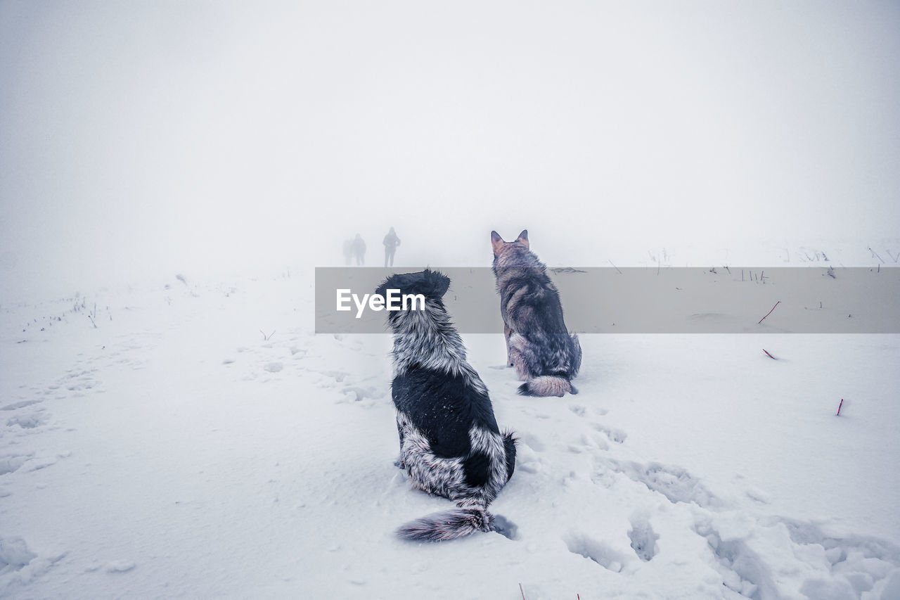 Wolves on snow covered field