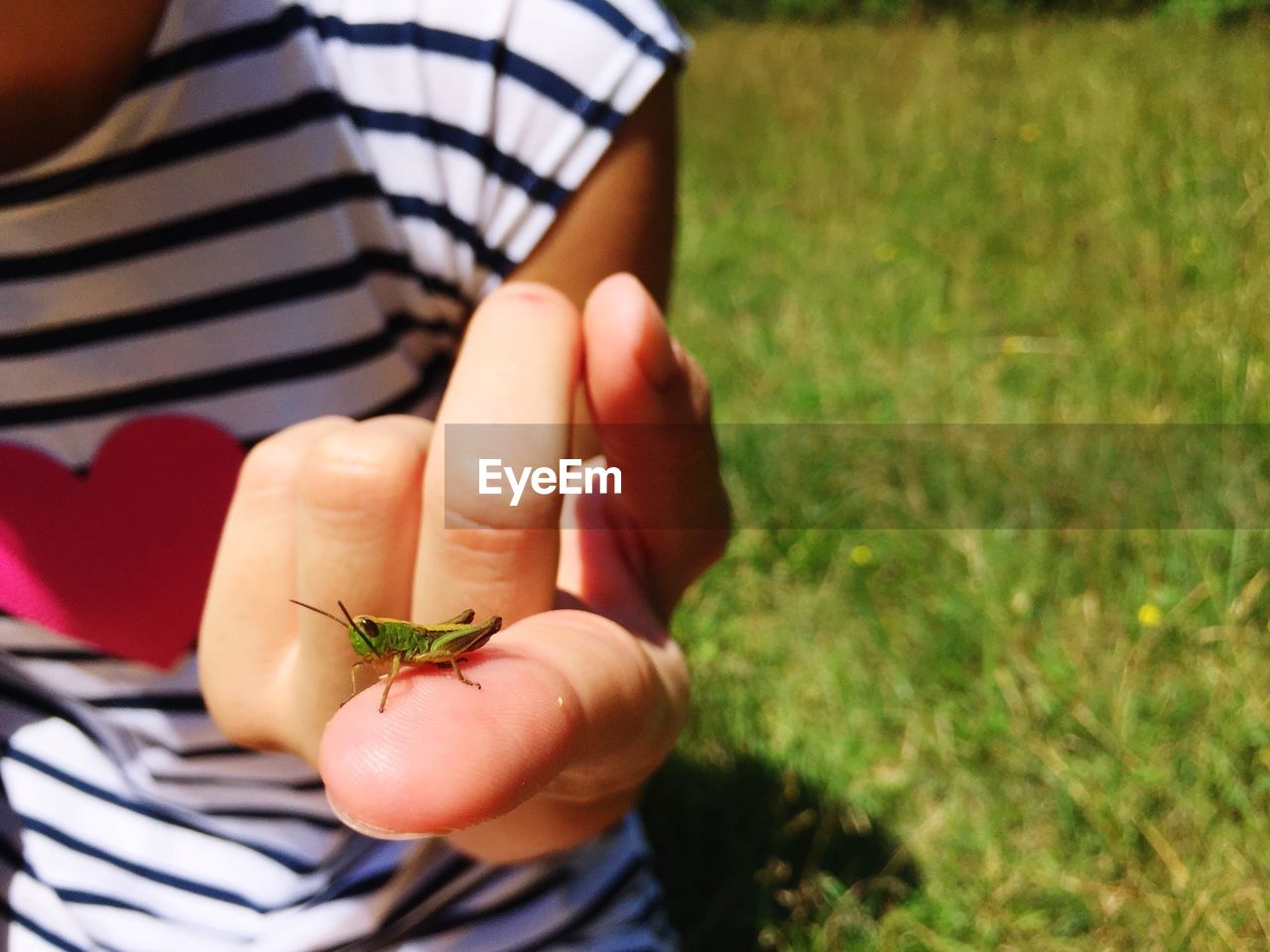 CROPPED IMAGE OF PERSON HOLDING SMALL INSECT