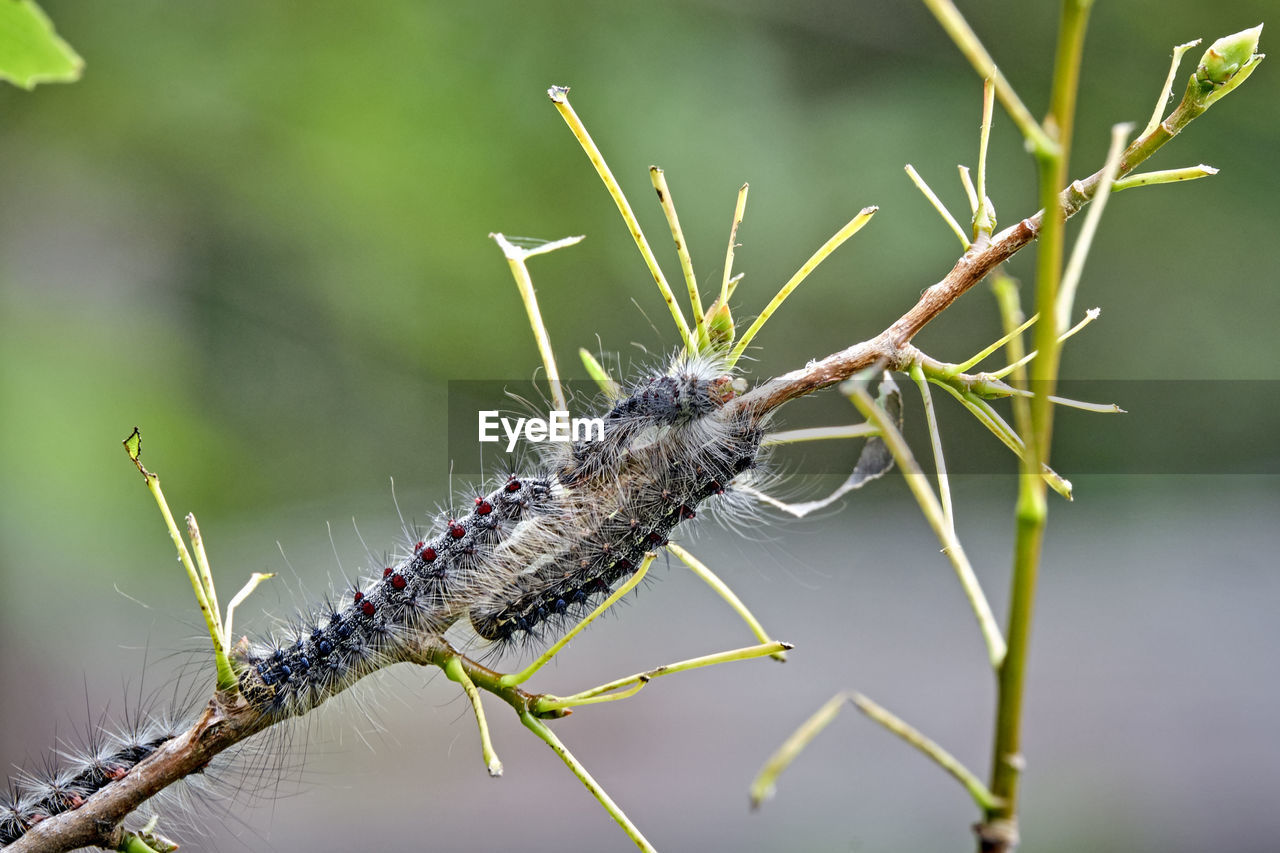 CLOSE-UP OF INSECT