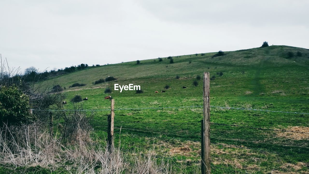 SCENIC VIEW OF LANDSCAPE