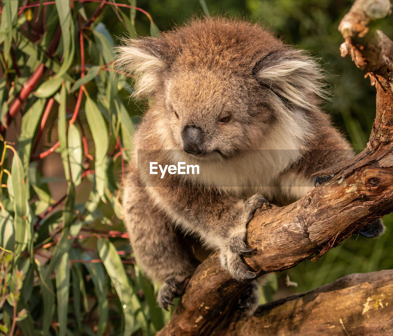 Close-up of a koala sitting on branch