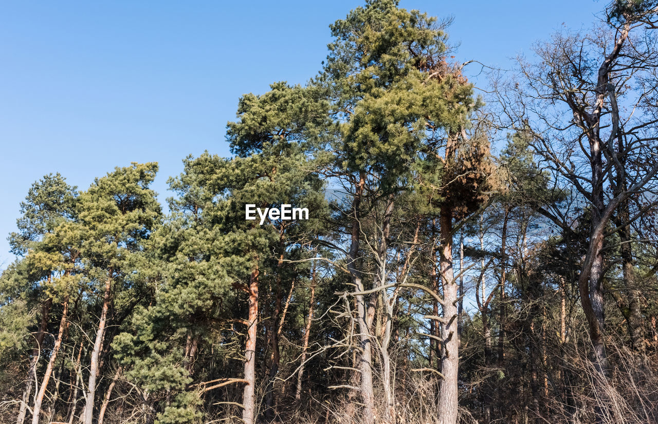 LOW ANGLE VIEW OF TREES IN FOREST AGAINST CLEAR SKY