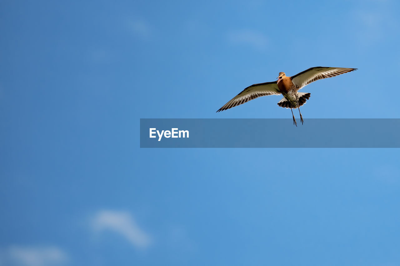 Low angle view of bird flying against sky