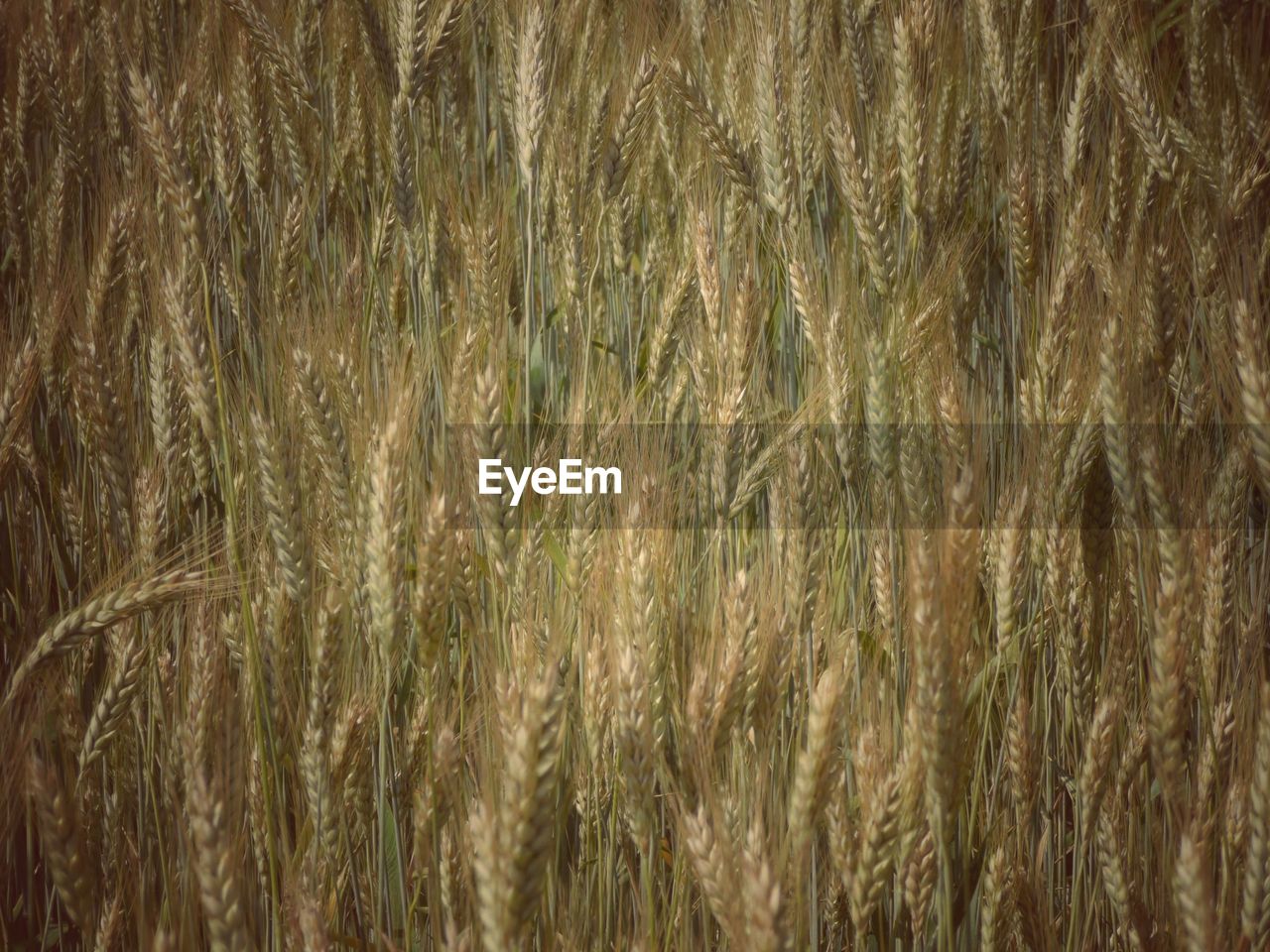 Full frame shot of wheat field