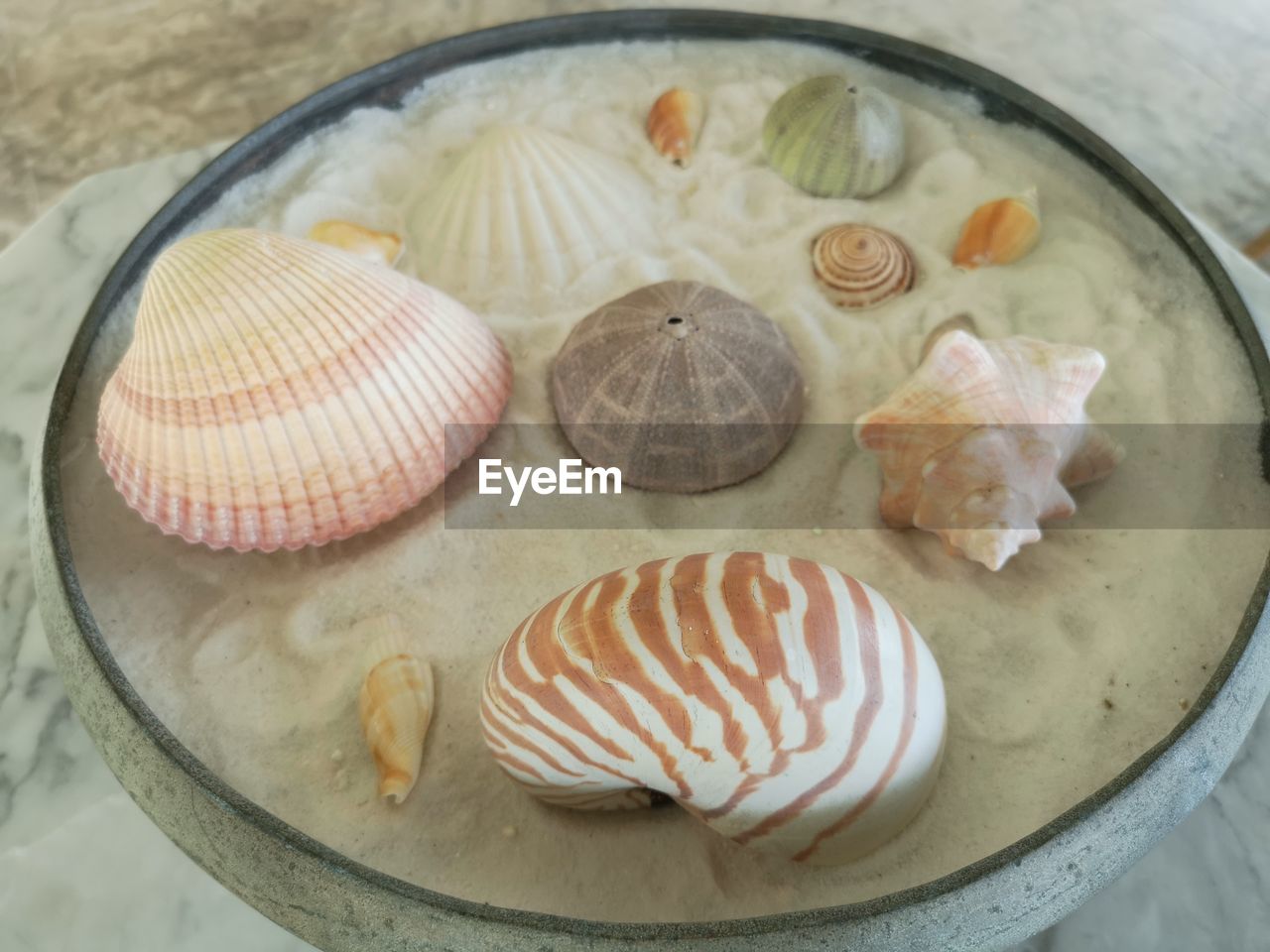 HIGH ANGLE VIEW OF SEASHELLS IN PLATE
