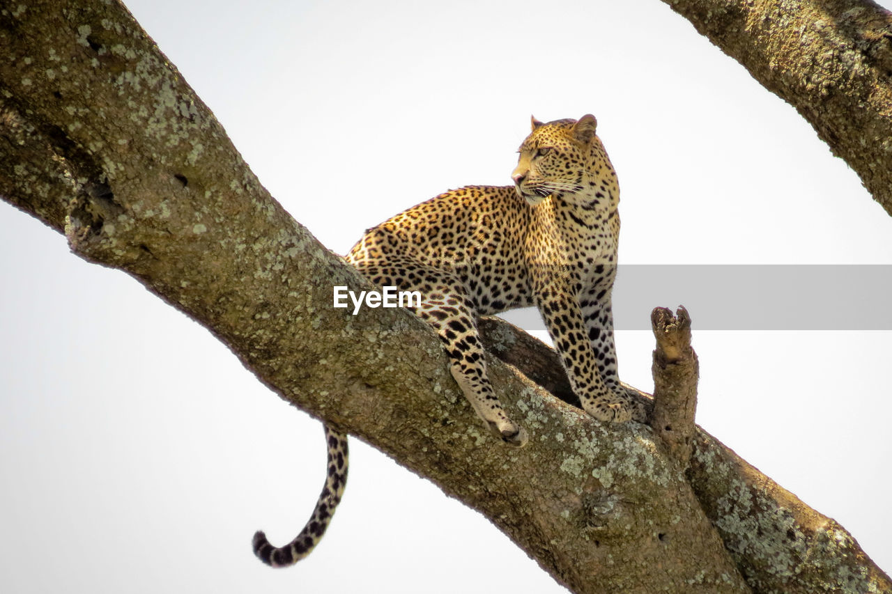 Low angle view of leopard on tree against clear sky