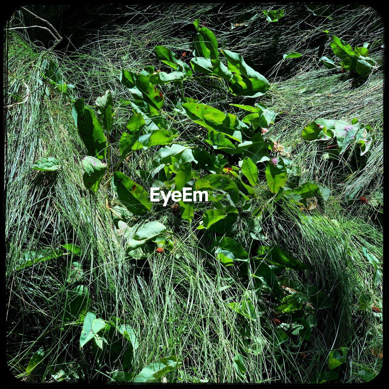 HIGH ANGLE VIEW OF PLANTS ON FIELD