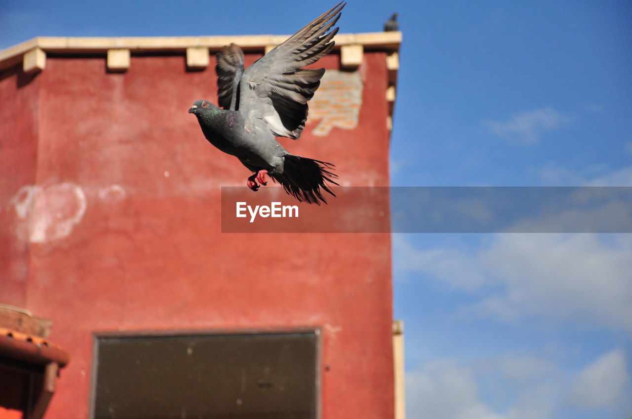 LOW ANGLE VIEW OF BIRD FLYING IN SKY