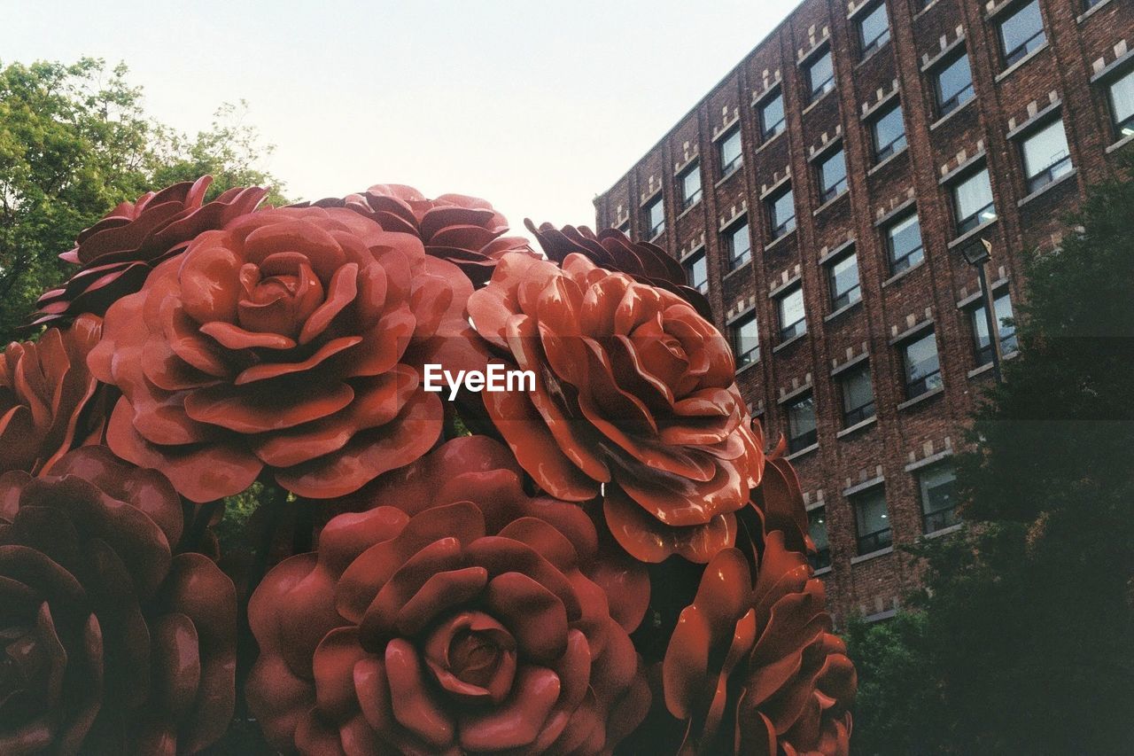 LOW ANGLE VIEW OF FLOWERING PLANTS AGAINST SKY