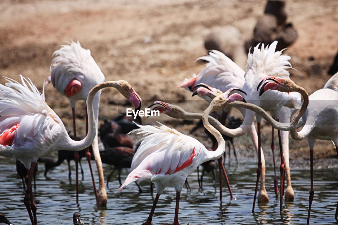 Birds in lake on sunny day