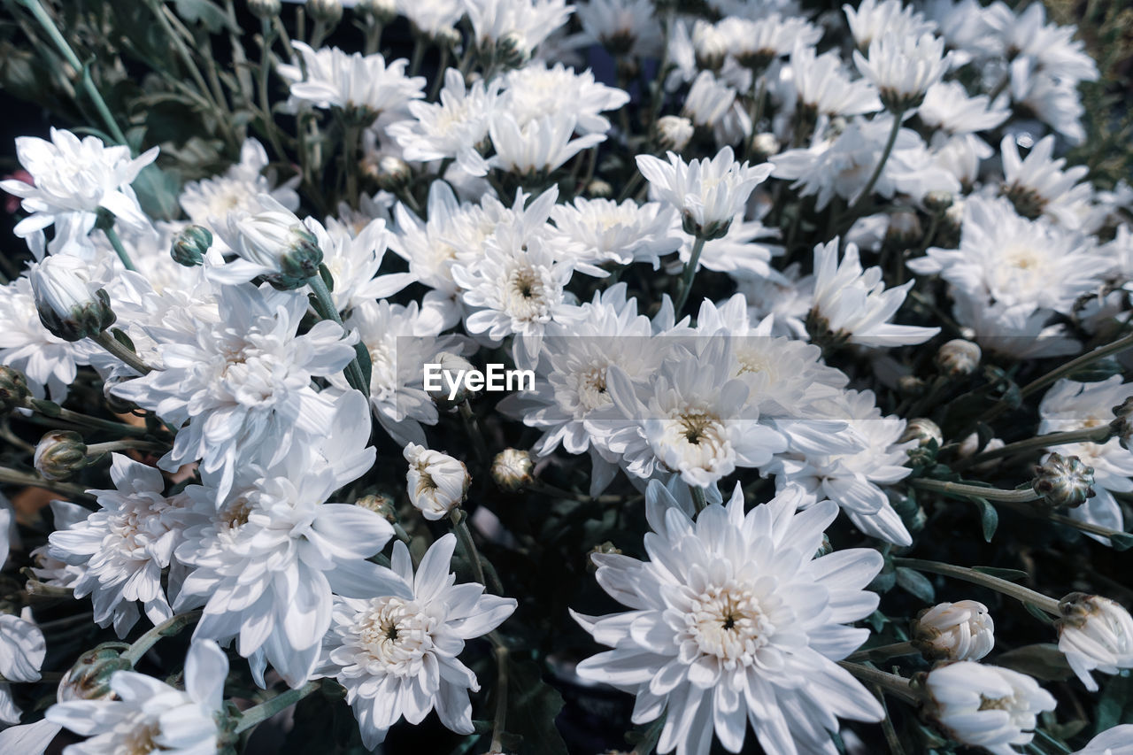 FULL FRAME SHOT OF WHITE FLOWERING PLANT