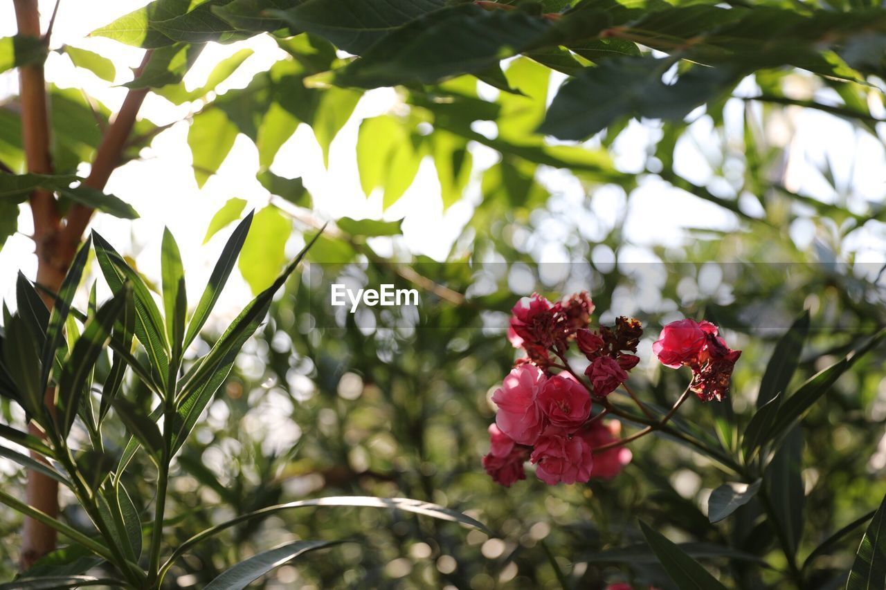 Low angle view of red flowering plants