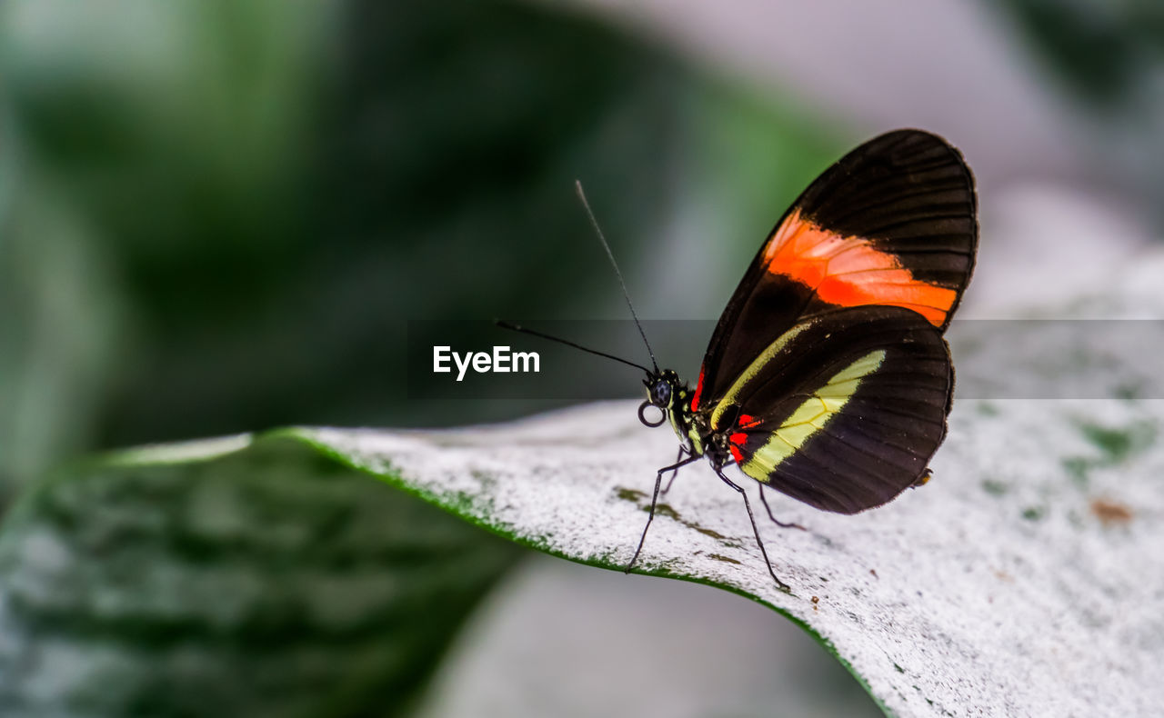 BUTTERFLY ON A LEAF