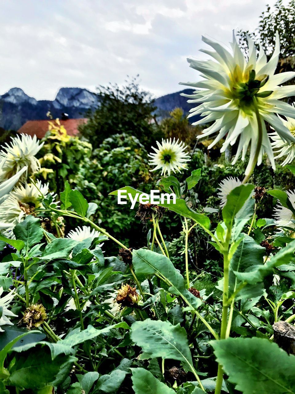 CLOSE-UP OF FLOWERS BLOOMING IN PARK