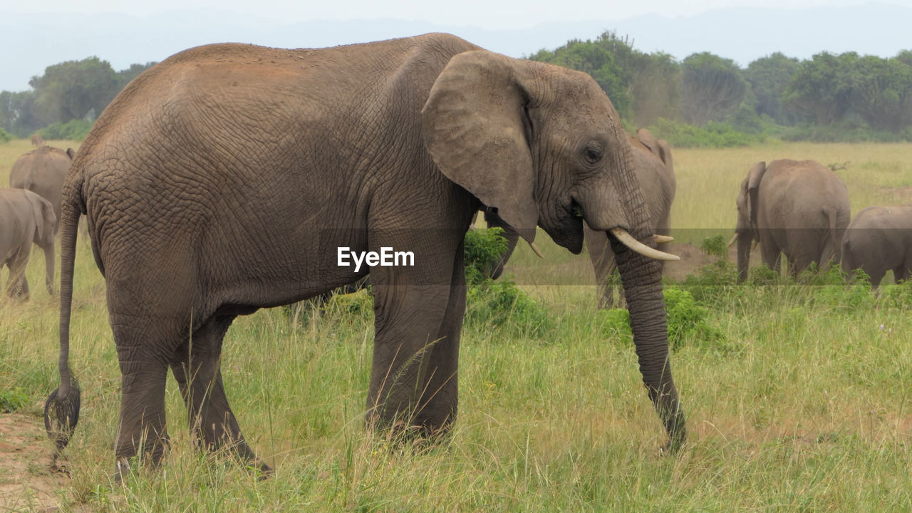 ELEPHANT IN A FARM