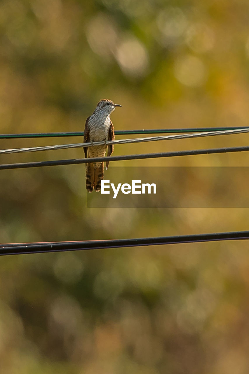 CLOSE-UP OF A BIRD PERCHING ON METAL