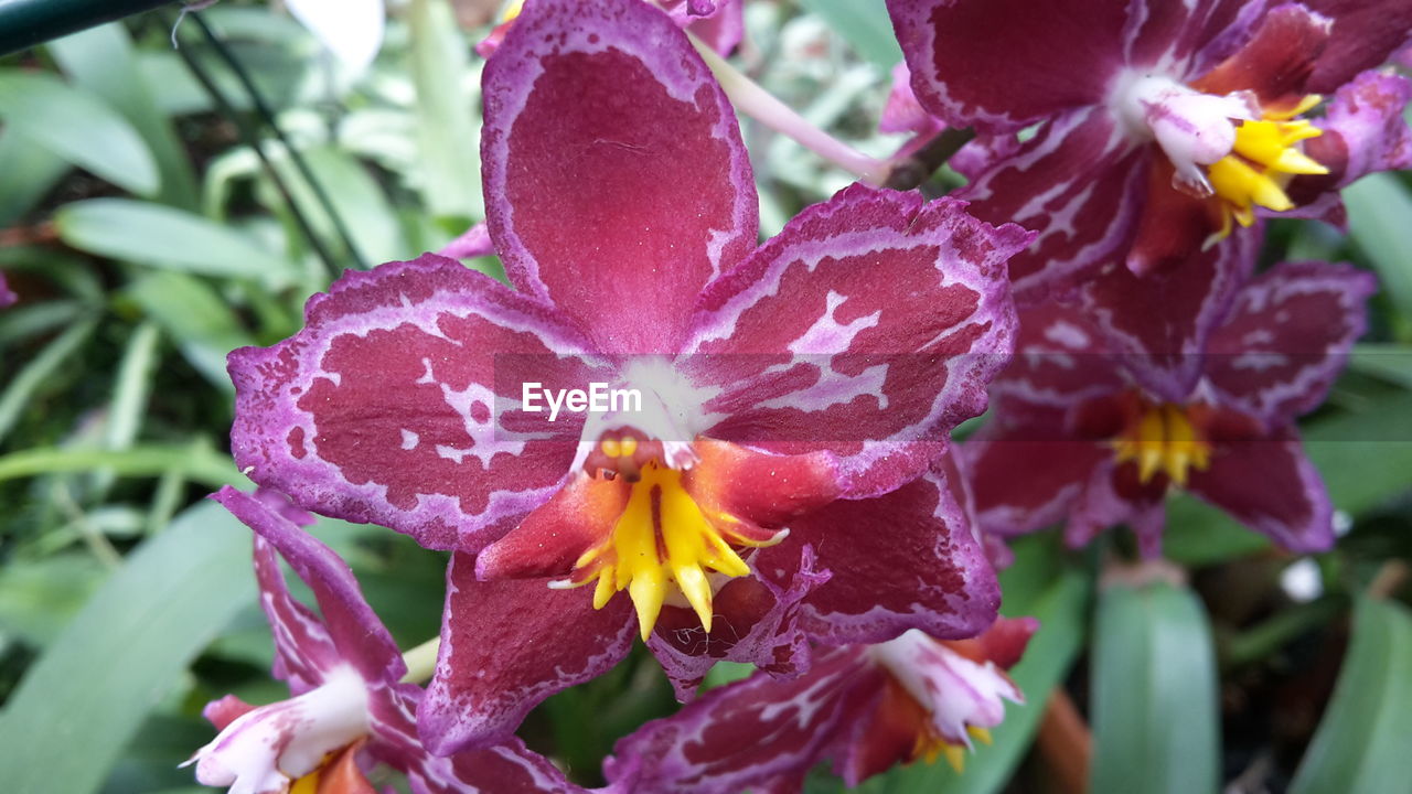 CLOSE-UP OF FRESH DAY LILY FLOWERS