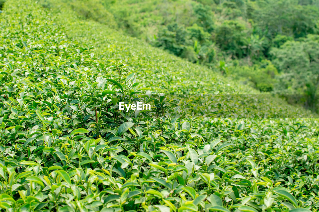 Plants growing on field