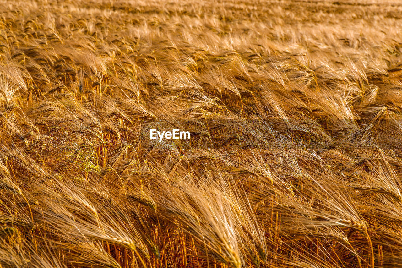 Full frame shot of wheat field