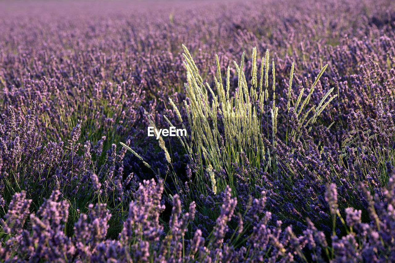 PURPLE FLOWERING PLANTS ON LAND