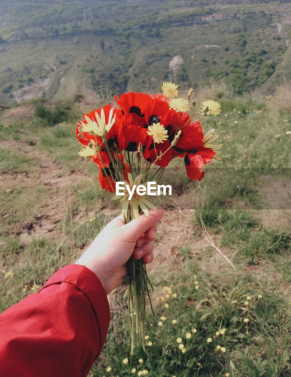 CLOSE-UP OF HAND HOLDING RED FLOWERING PLANT IN FIELD