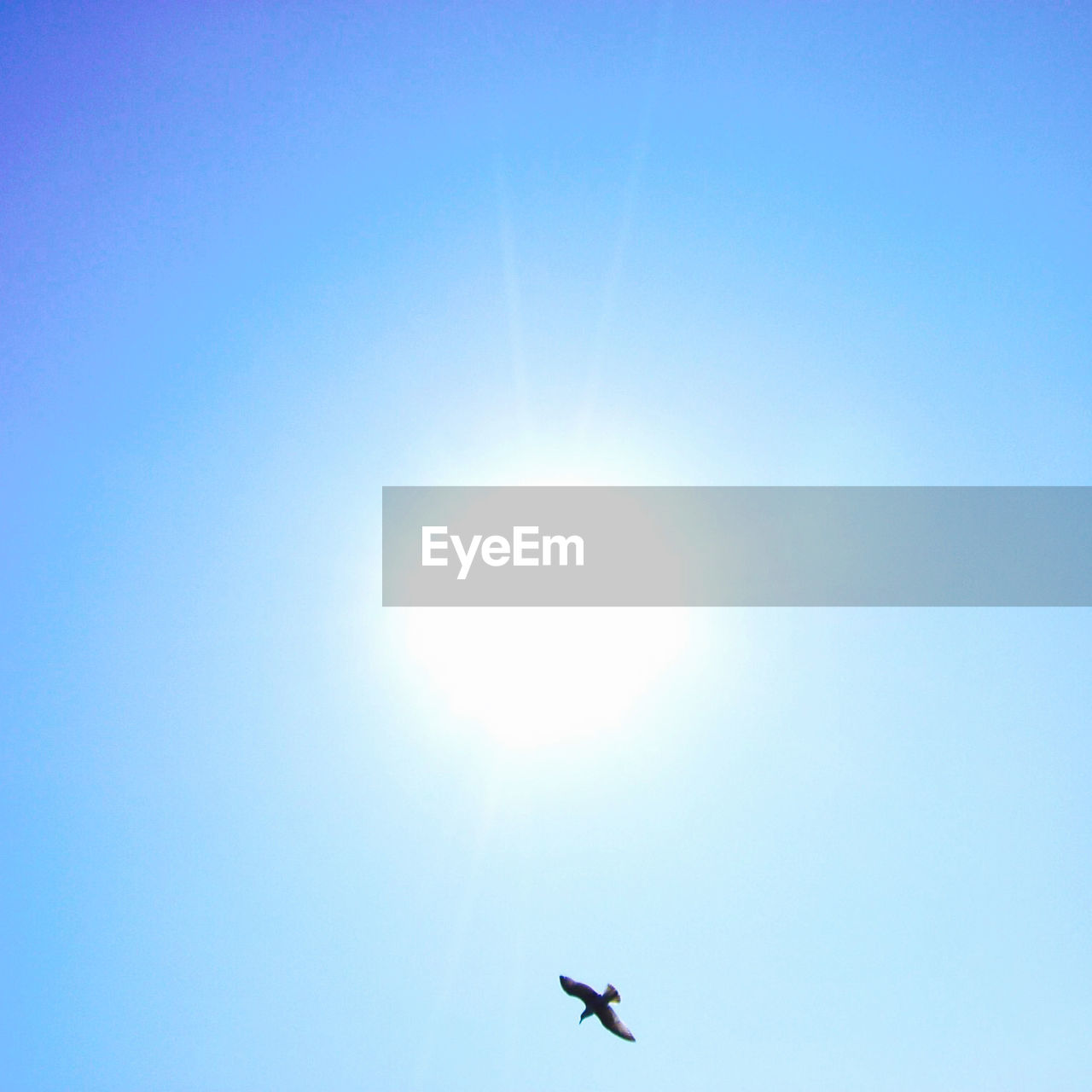 Low angle view of bird flying against blue sky