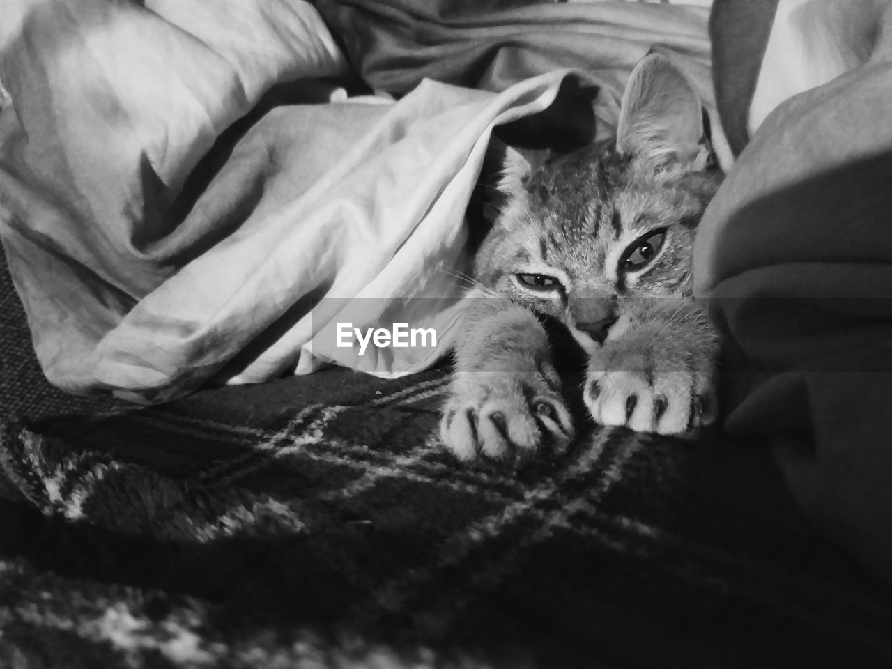 Portrait of cat relaxing on bed