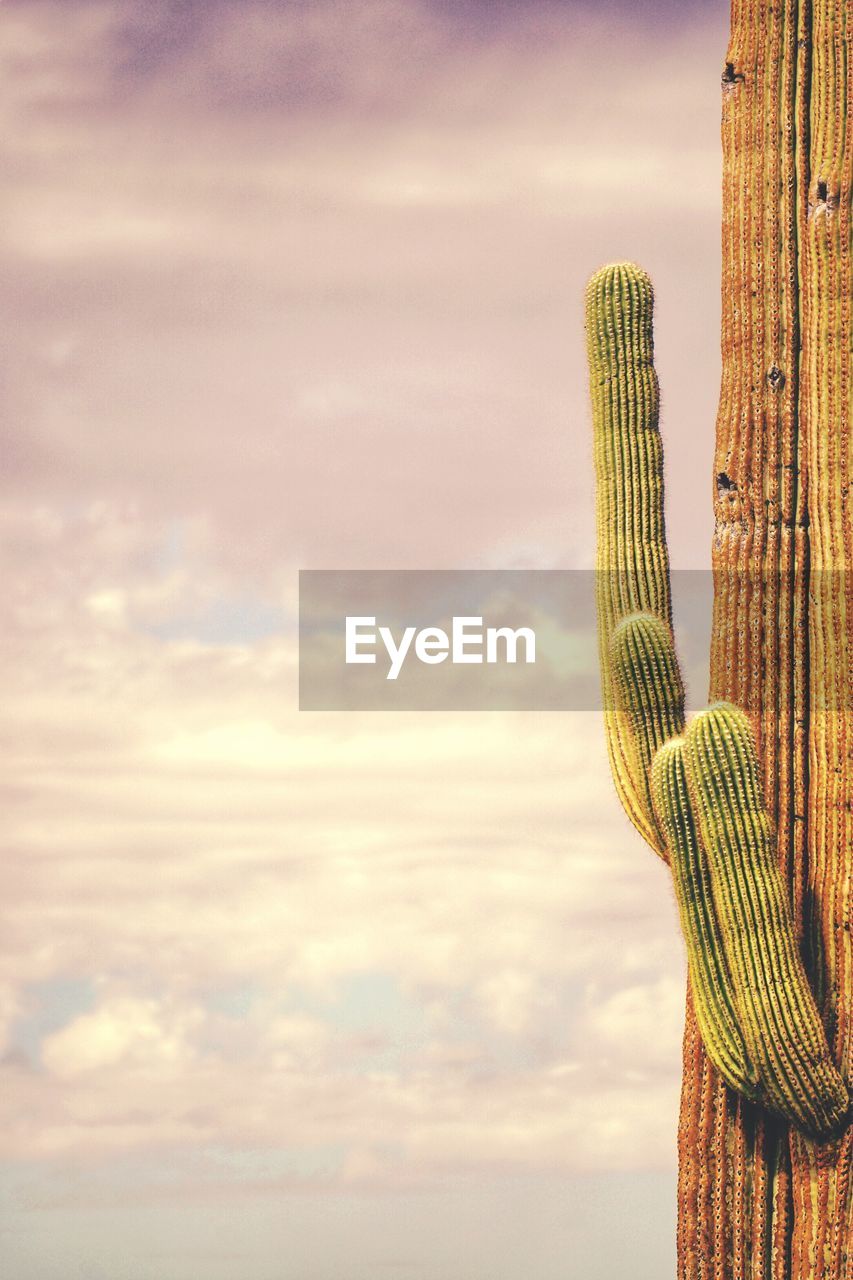 Low angle view of saguaro cactus against sky during sunset