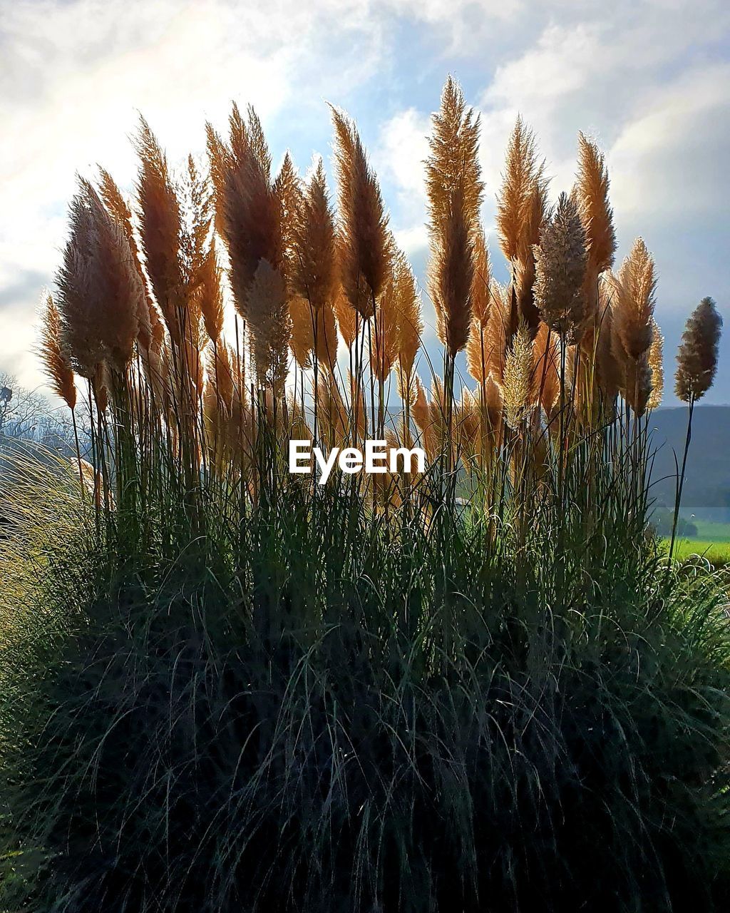 CLOSE-UP OF PLANTS GROWING ON FIELD