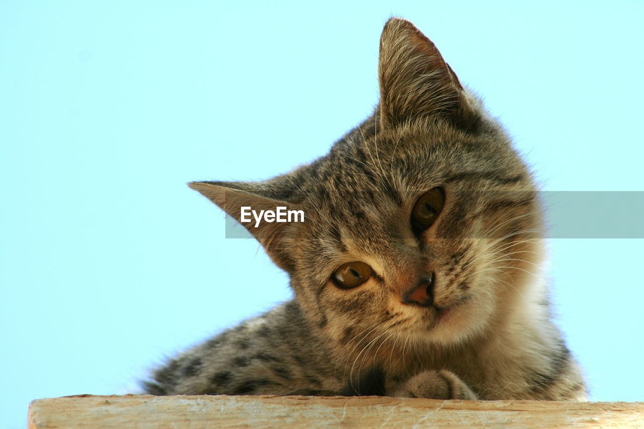 Close-up of cat against clear sky