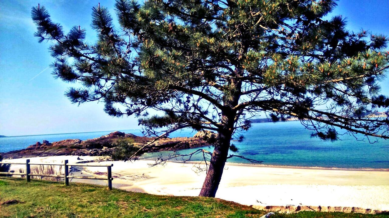 TREES AT BEACH AGAINST SKY