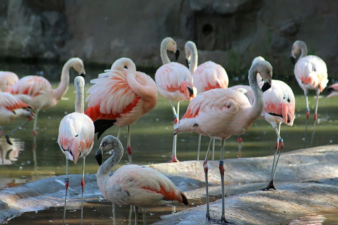 Flamingos by pond